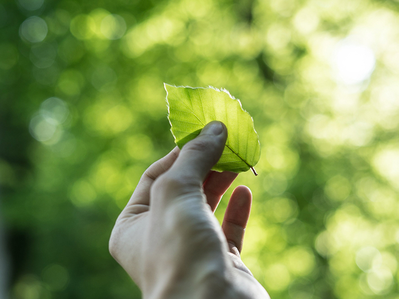 Sustainability KAPP NILES